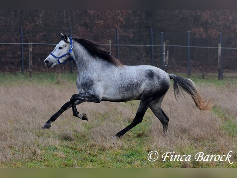 Andalou Hongre 4 Ans 156 cm Gris in Wiebelsheim