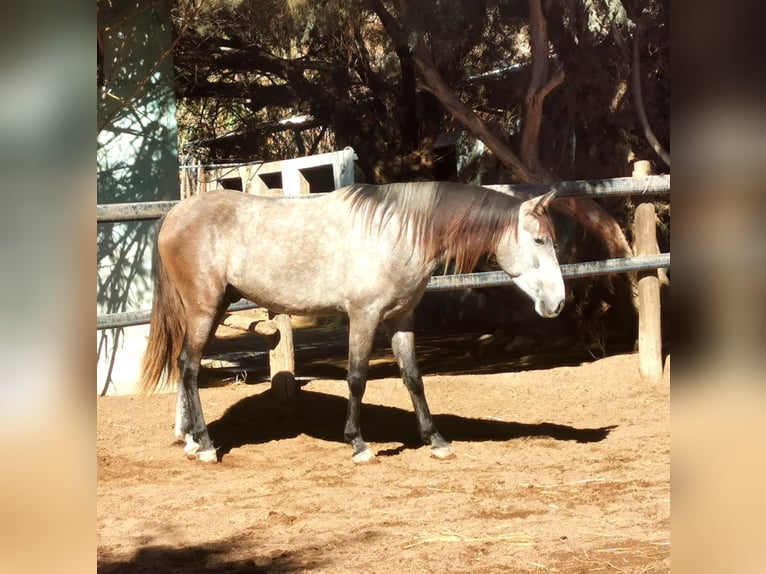 Andalou Hongre 4 Ans 156 cm Gris in Adra Almería