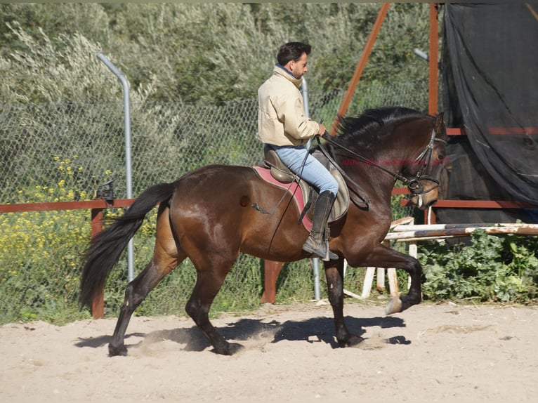 Andalou Hongre 4 Ans 158 cm Bai in Pruna