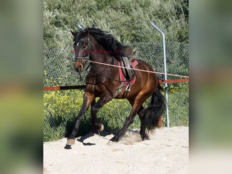 Andalou Hongre 4 Ans 158 cm Bai in Pruna