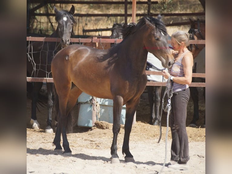 Andalou Hongre 4 Ans 158 cm Bai in Pruna