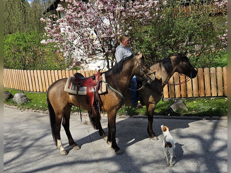 Andalou Hongre 4 Ans 158 cm Isabelle in Schwaigen