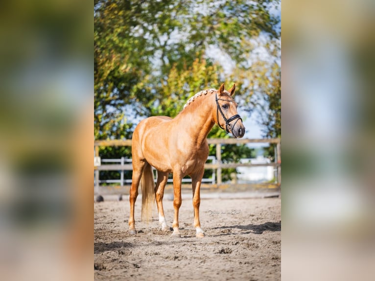 Andalou Hongre 4 Ans 158 cm Palomino in Poeldijk