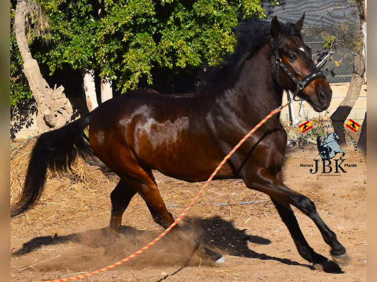 Andalou Hongre 4 Ans 159 cm Bai in Tabernas Almería