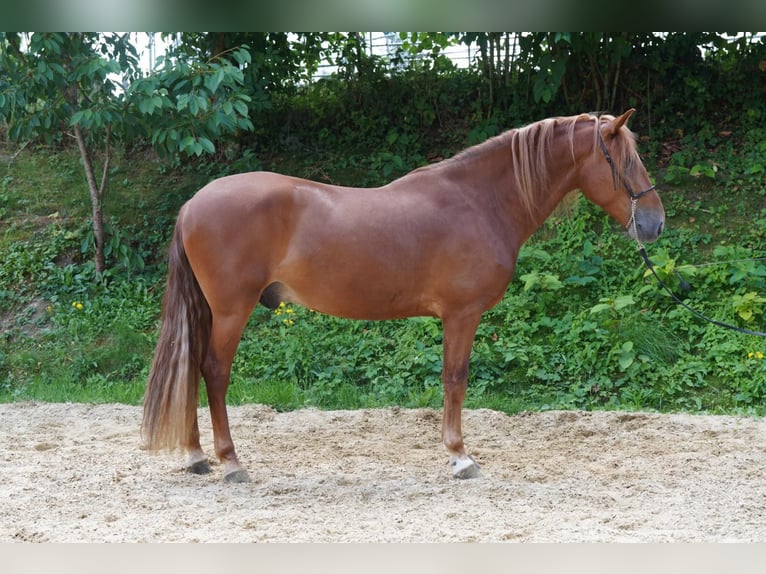 Andalou Croisé Hongre 4 Ans 160 cm Alezan in Krumbach