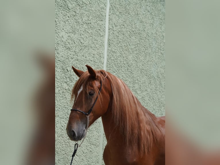 Andalou Croisé Hongre 4 Ans 160 cm Alezan in Krumbach
