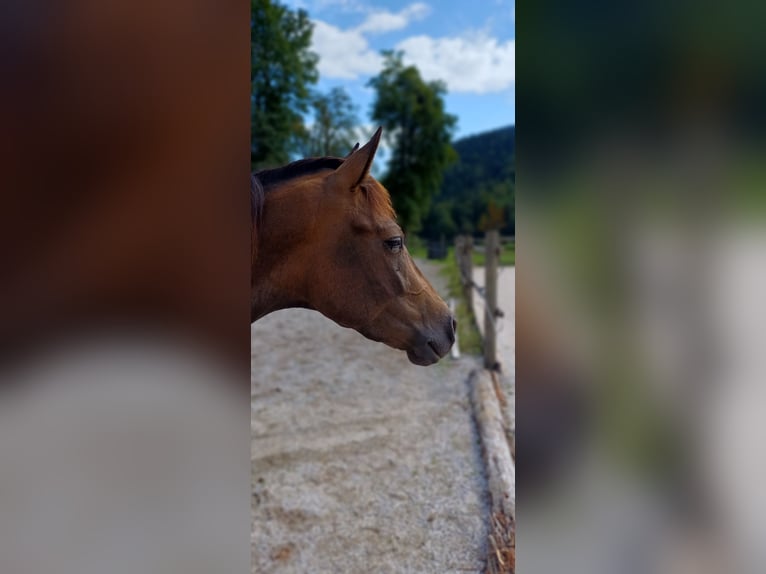 Andalou Croisé Hongre 4 Ans 160 cm Buckskin in Unken