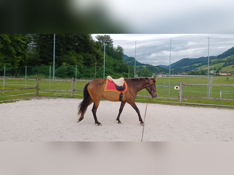 Andalou Croisé Hongre 4 Ans 160 cm Buckskin in Unken