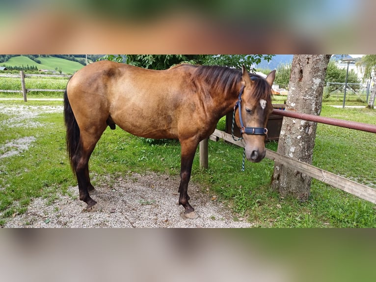 Andalou Croisé Hongre 4 Ans 160 cm Buckskin in Unken