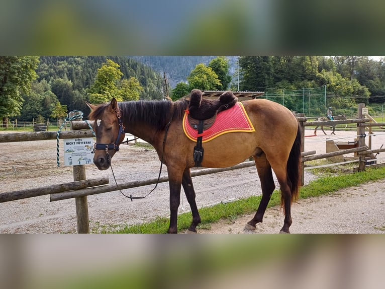 Andalou Croisé Hongre 4 Ans 160 cm Buckskin in Unken