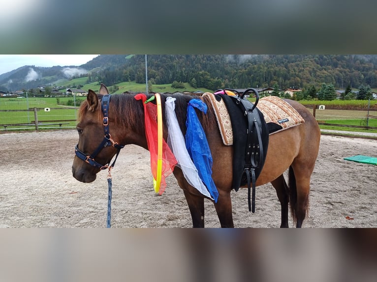 Andalou Croisé Hongre 4 Ans 160 cm Buckskin in Unken