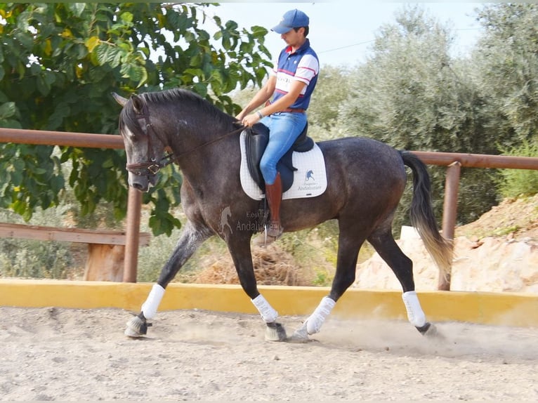 Andalou Hongre 4 Ans 160 cm Gris in Provinz Malaga