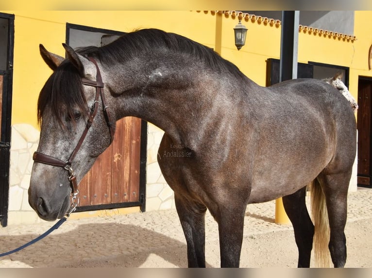 Andalou Hongre 4 Ans 160 cm Gris in Provinz Malaga