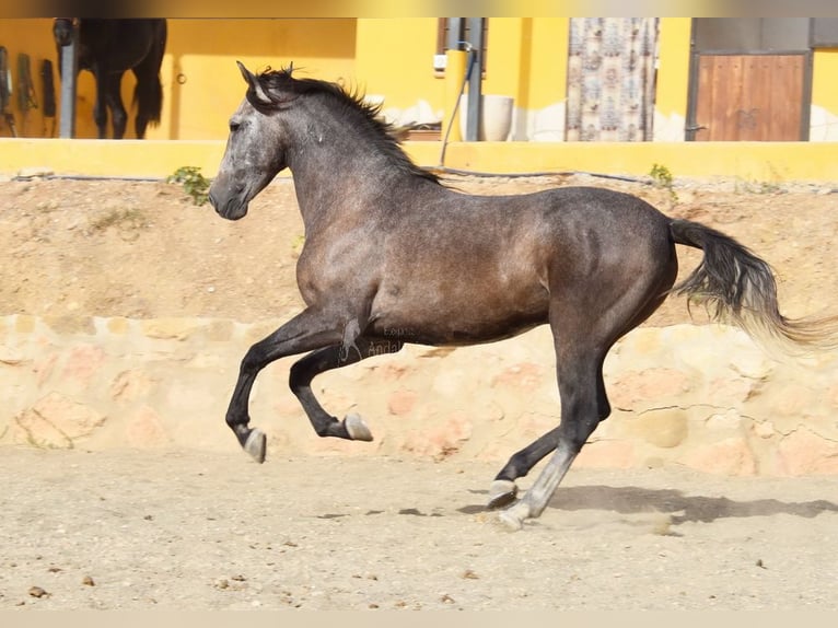 Andalou Hongre 4 Ans 160 cm Gris in Provinz Malaga