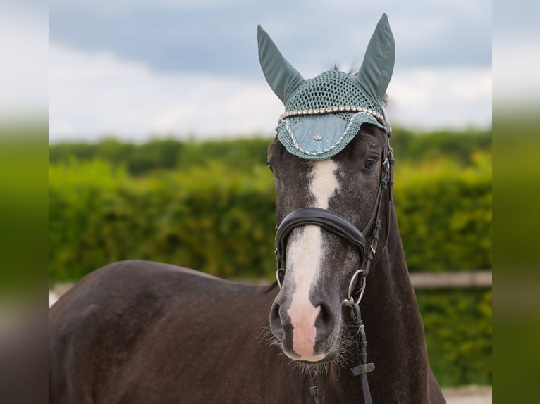 Andalou Hongre 4 Ans 160 cm Gris noir in Neustadt (Wied)