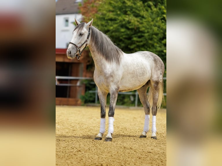 Andalou Hongre 4 Ans 160 cm Gris pommelé in Wülfrath