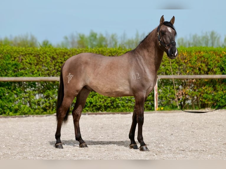 Andalou Hongre 4 Ans 160 cm Isabelle in Neustadt (Wied)
