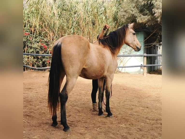 Andalou Hongre 4 Ans 160 cm Isabelle in Adra Almeria