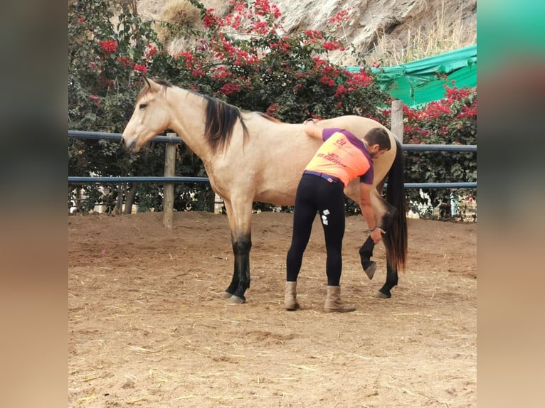 Andalou Hongre 4 Ans 160 cm Isabelle in Adra Almeria