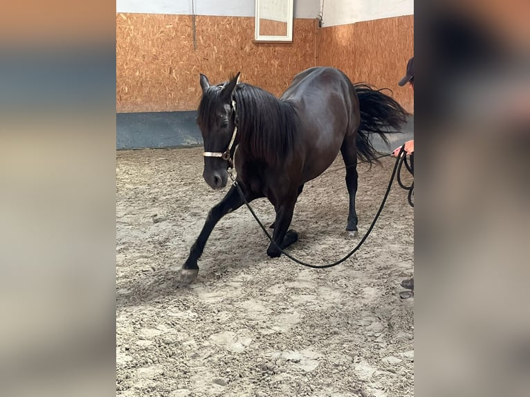 Andalou Hongre 4 Ans 160 cm Noir in Stadthagen