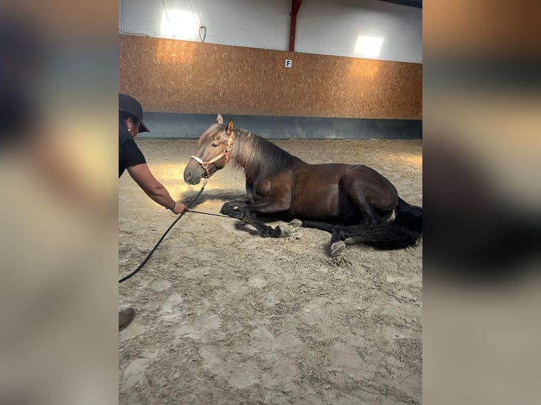 Andalou Hongre 4 Ans 160 cm Noir in Stadthagen