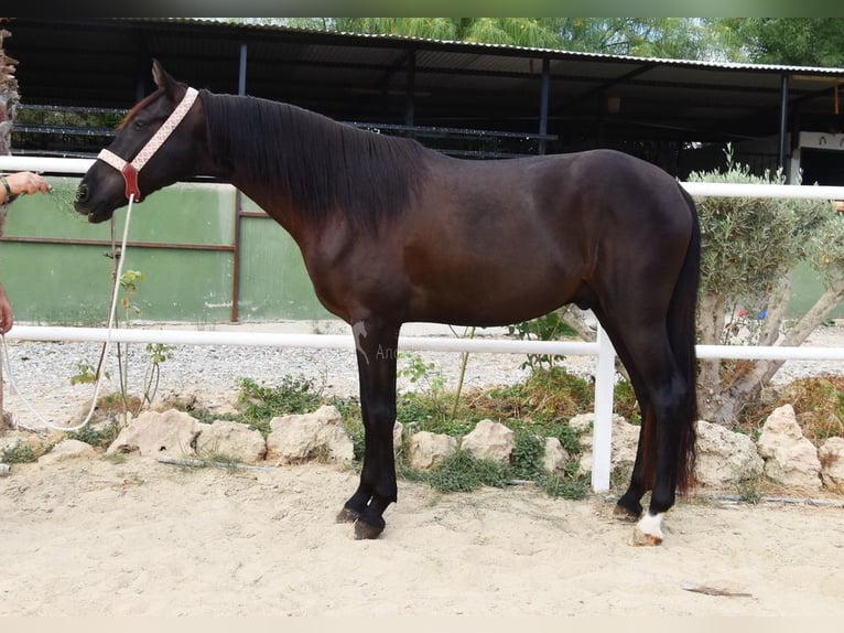 Andalou Hongre 4 Ans 160 cm Noir in Provinz Malaga