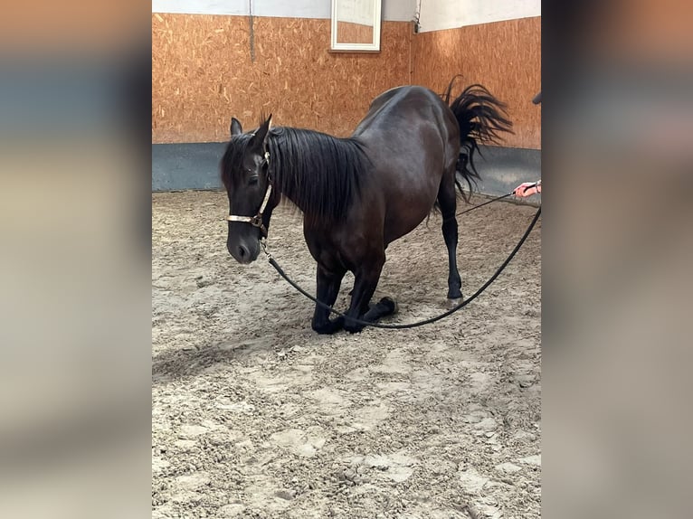 Andalou Hongre 4 Ans 160 cm Noir in Stadthagen