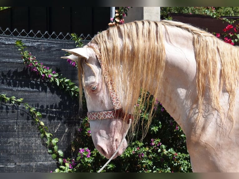 Andalou Hongre 4 Ans 160 cm Perlino in Provinz Malaga