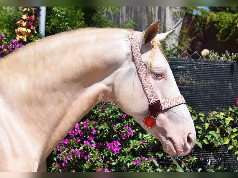 Andalou Hongre 4 Ans 160 cm Perlino in Provinz Malaga