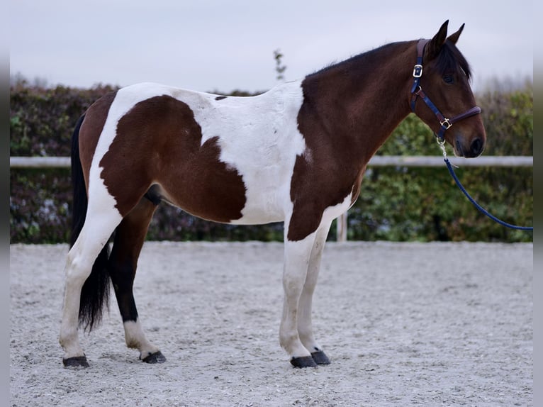 Andalou Hongre 4 Ans 160 cm Pinto in Neustadt (Wied)