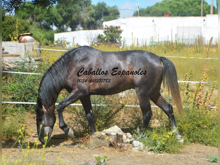Andalou Hongre 4 Ans 161 cm Gris noir in Vejer de la Frontera