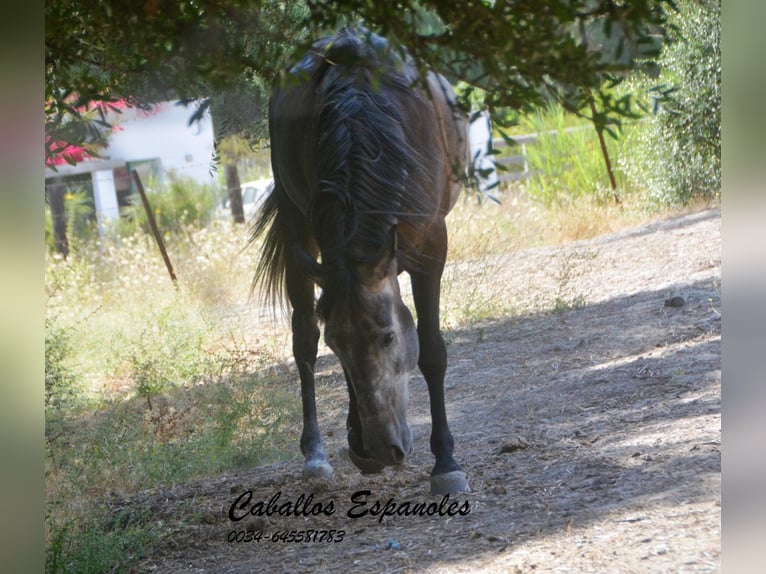 Andalou Hongre 4 Ans 161 cm Gris noir in Vejer de la Frontera
