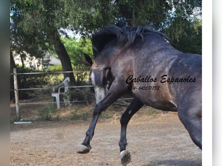 Andalou Hongre 4 Ans 161 cm Gris noir in Vejer de la Frontera