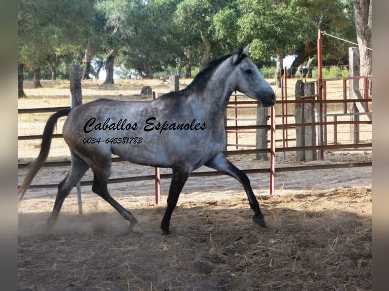 Andalou Hongre 4 Ans 161 cm Gris pommelé in Vejer de la Frontera