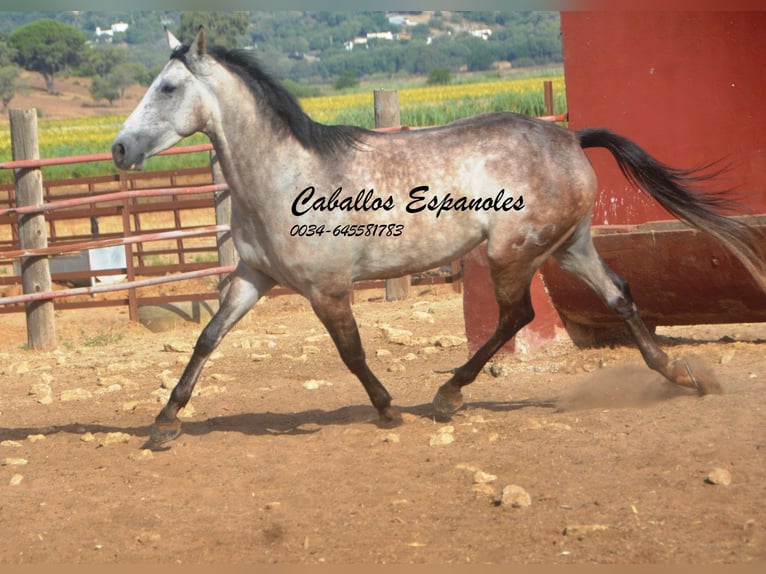 Andalou Hongre 4 Ans 161 cm Gris pommelé in Vejer de la Frontera