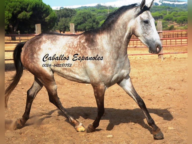 Andalou Hongre 4 Ans 161 cm Gris pommelé in Vejer de la Frontera