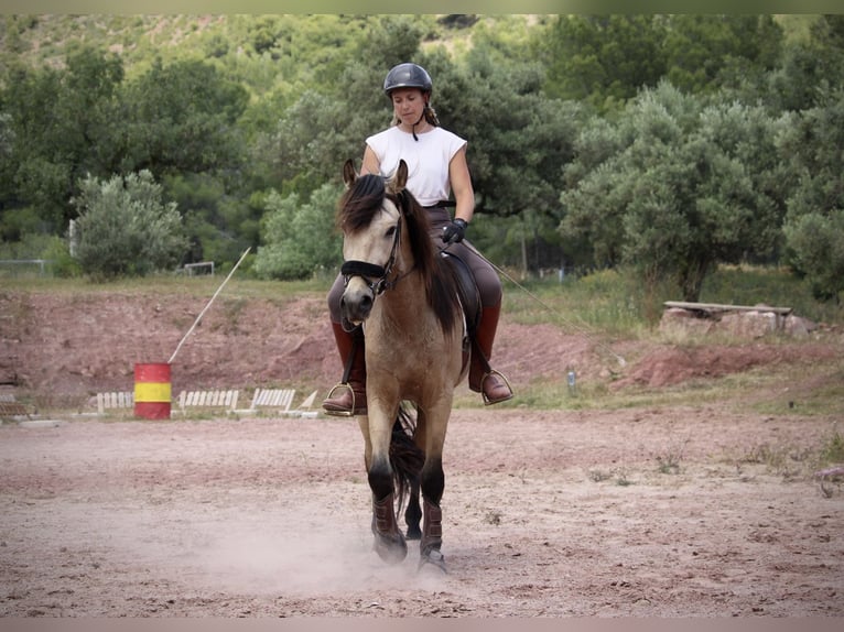 Andalou Hongre 4 Ans 161 cm Isabelle in Valencia