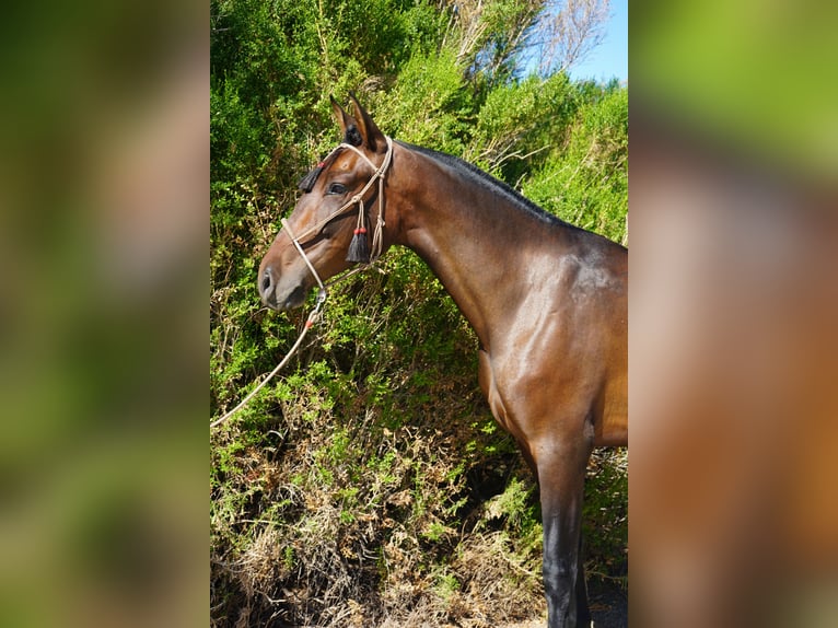 Andalou Hongre 4 Ans 163 cm Bai cerise in Corona, CA
