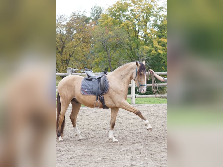 Andalou Hongre 4 Ans 163 cm Isabelle in Grassau