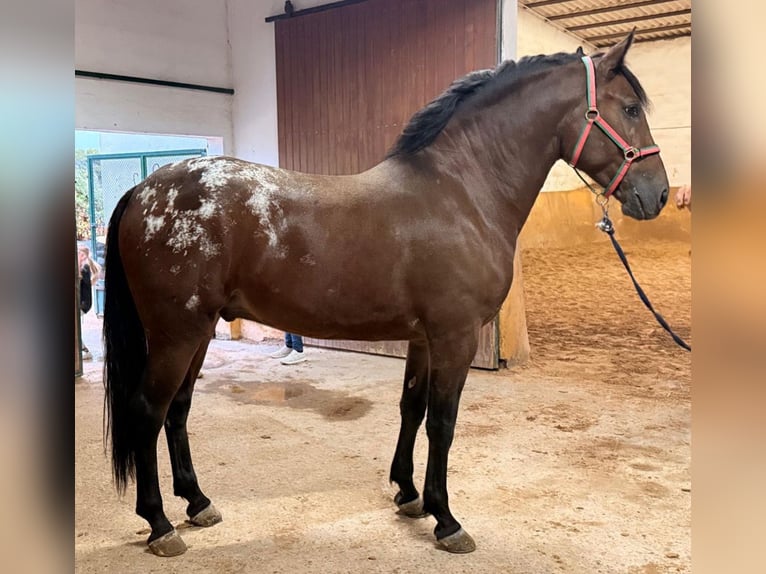 Andalou Hongre 4 Ans 164 cm Bai in Lochen am See