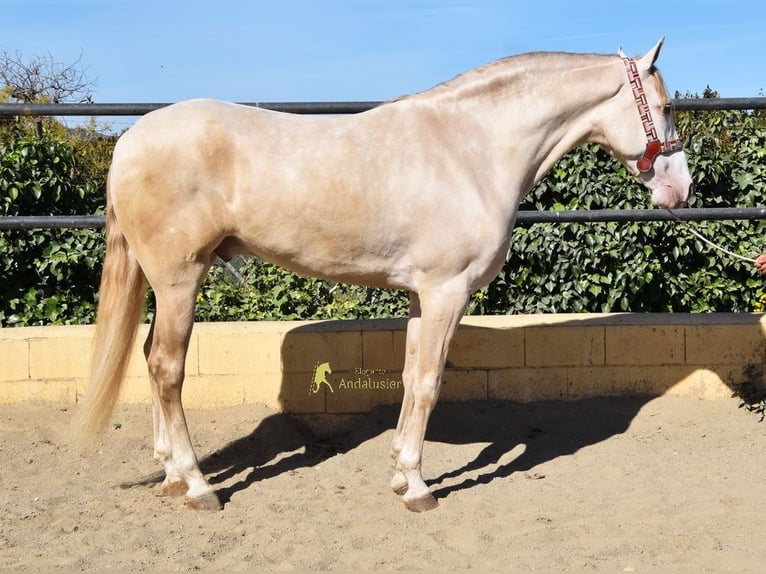 Andalou Hongre 4 Ans 164 cm Perle in Coin
