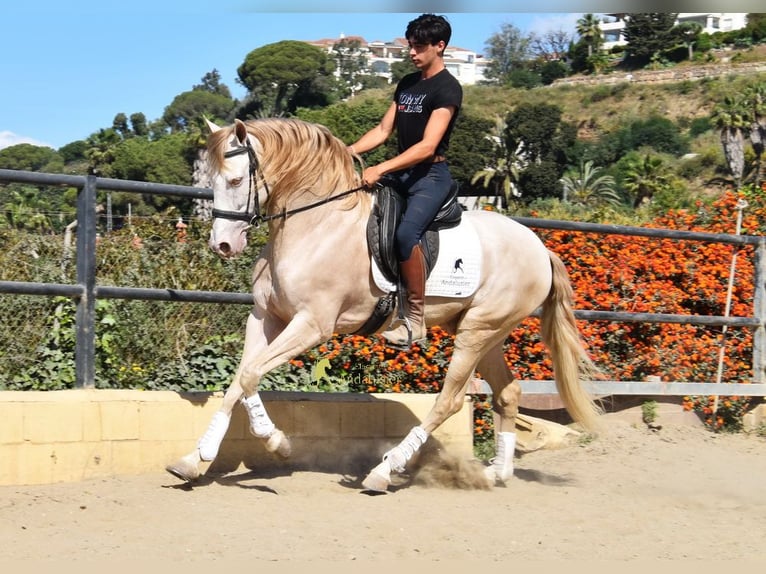 Andalou Hongre 4 Ans 164 cm Perle in Coin