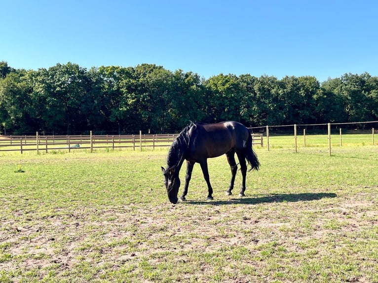 Andalou Hongre 4 Ans 165 cm Noir in Deurne