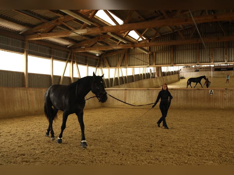 Andalou Hongre 4 Ans 170 cm Noir in Affoltern am Albis