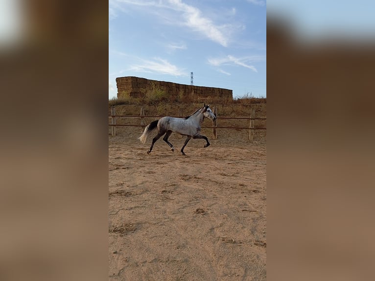 Andalou Hongre 4 Ans Gris pommelé in El Aeroport Del Prat