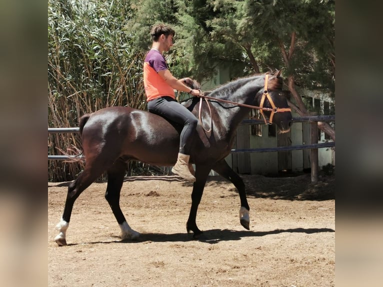 Andalou Hongre 5 Ans 147 cm Noir in Adra Almeria