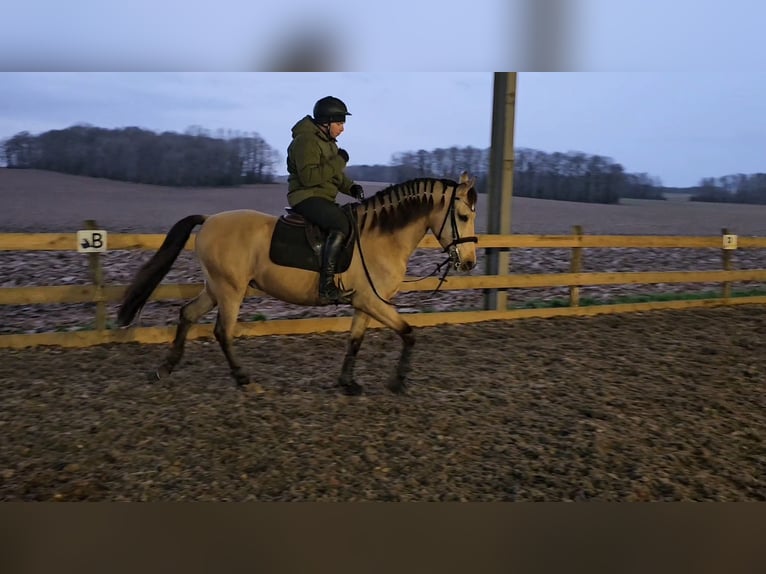 Andalou Hongre 5 Ans 152 cm Isabelle in Le Vézier