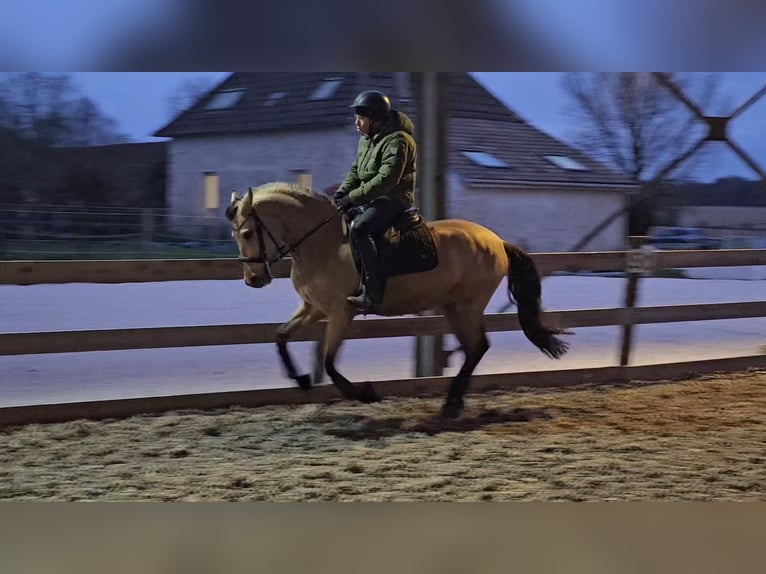 Andalou Hongre 5 Ans 152 cm Isabelle in Le Vézier