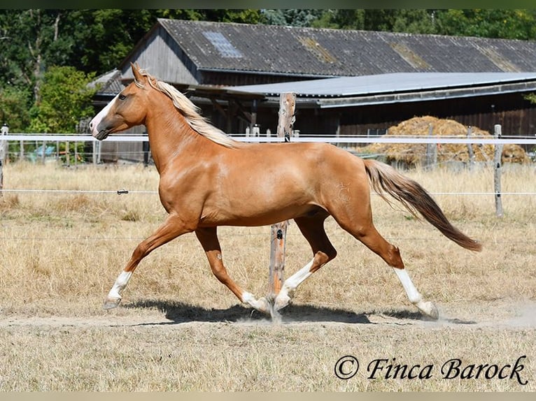 Andalou Hongre 5 Ans 152 cm Palomino in Wiebelsheim