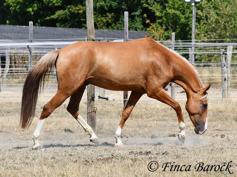 Andalou Hongre 5 Ans 152 cm Palomino in Wiebelsheim